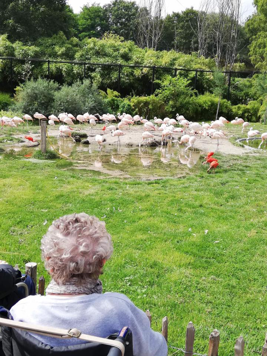 bRITS rETY FLAMINGOS